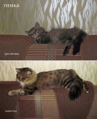 25 котят, которые так быстро выросли 