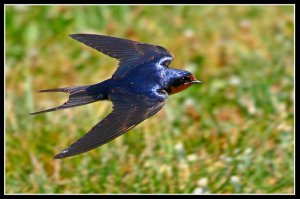 В Охотском море спасли зажатую льдами косатку