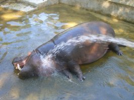 Это я,когда наконец-то дали горячую воду