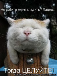 Кошачий рай