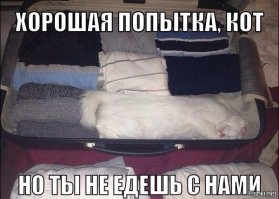 20 питомцев, которых не оставишь дома на время отпуска без зазрения совести