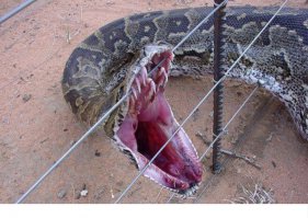 Ну так то это питон!