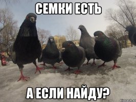 19 фотографий, доказывающих, что голубям плевать на то, что вы о них думаете