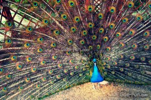 Кроме защитного окраса есть ещё и привлекающие. Для кого это? Зачем оно надо?