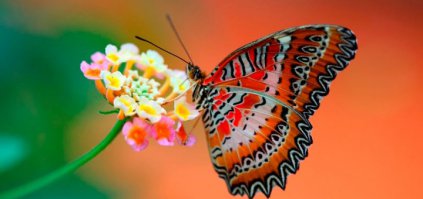 Кроме защитного окраса есть ещё и привлекающие. Для кого это? Зачем оно надо?