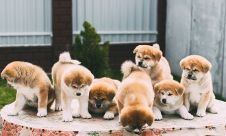 10 собак которые гордятся своим потомством