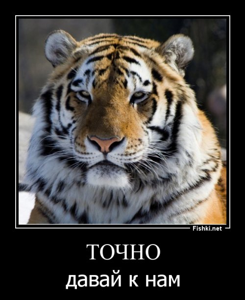 Анаконда
