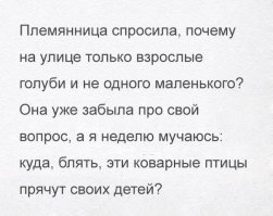 на чердаках они все)
помирают кстати там же