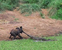 Сказка- ложь, да в ней намёк... Только у меня включилось настальжи при виде этой фотки? И всё-таки жалко слоненка