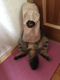 Это- кот знакомых, "британец". Зачем, он так делает-не ясно.
Вот, что хочешь-то, и думай...