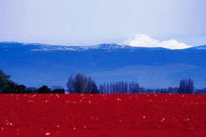В Белгородской области появится геоглиф «75 лет танковому сражению»