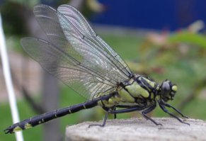 Тоже ловил и отпускал, но не сказал-бы, что она крупнее обычной!