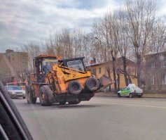 Кенгуру.