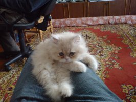 Первая и последняя фото моего котейки. Умер на руках пока срочно вёз его в больницу, в воскресенье за 100 км, ближе всё закрыто было