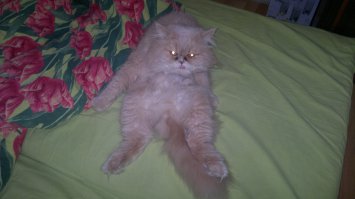 Первая и последняя фото моего котейки. Умер на руках пока срочно вёз его в больницу, в воскресенье за 100 км, ближе всё закрыто было