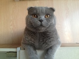 2 месяца и 2 года. Кот Мартин