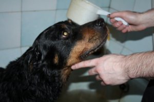 Моя Кристли... Уже 8 лет ее нет, а я так часто ее вспоминаю.