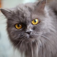 Мы с Анфиской (кошка) прожили вместе 21 год, к слову сказать, мне 26, скучаю по Анфисе и больше не могу заводить животных. Это одна из последних её фото, фотограф сделал снимок на моей свадьбе