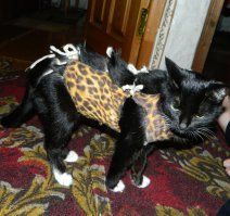 Мурка. 1997 - 2013 г. Последнее фото. Кусочек моей жизни.