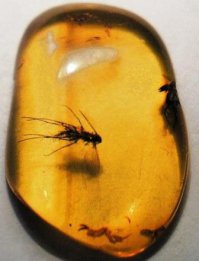 Идею он дал.. Нахал!