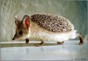 У меня в детстве вот такой был! Ушастый еж! Все время бегал под батареей и протоптал там приличную дорожку! В отличии от лесного не "топал"! Назвали, почему-то, Умкой! Всех, кроме меня, кусал, а у меня мог лечь на ладонь и спокойно дремать!:) Пузо теплое такое было!:) А потом родителям надоело за ним убирать и отправили его в деревню к бабке, где он преспокойно и сбежал!:))