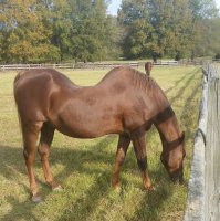 Сейчас доем и поскачу....