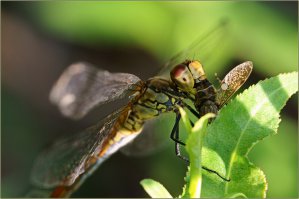 Красная книга России