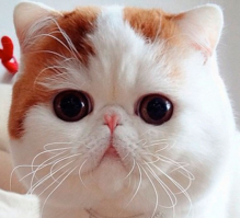 А это не игрушка?