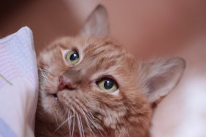 а у меня кот, был, рыжий. Филька звали. 19 лет почти прожил, с детства вместе были. Он со мной и огонь и воду прошел. А вот на свадьбе у меня так и не побывал, за день до свадьбы его не стало. Гости пришли, а мне пусто. И "внучку", дочку мою не понянчил. Тяжело умирал, тощий был..склет кожей обтянутый.. Был, как член семьи. Со своим характером и привычками..
