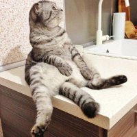 Для тех, кто не в теме - обратите внимание на лапы, шерсть котов на животе и на хвосте. Сравните кота в пакете и представленного мной. Есть разница? Вот и пишу, что не британец в пакете.