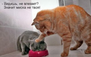 Видел эту фотку с подписью:"Кушай,дорогой афроамериканец!"