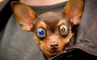 Игрушечные глаза меняют ВСЕ!