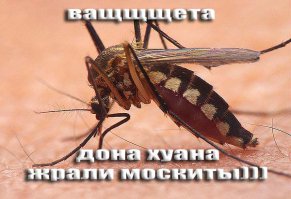  Теперь я знаю, почему комары кусают меня больше других