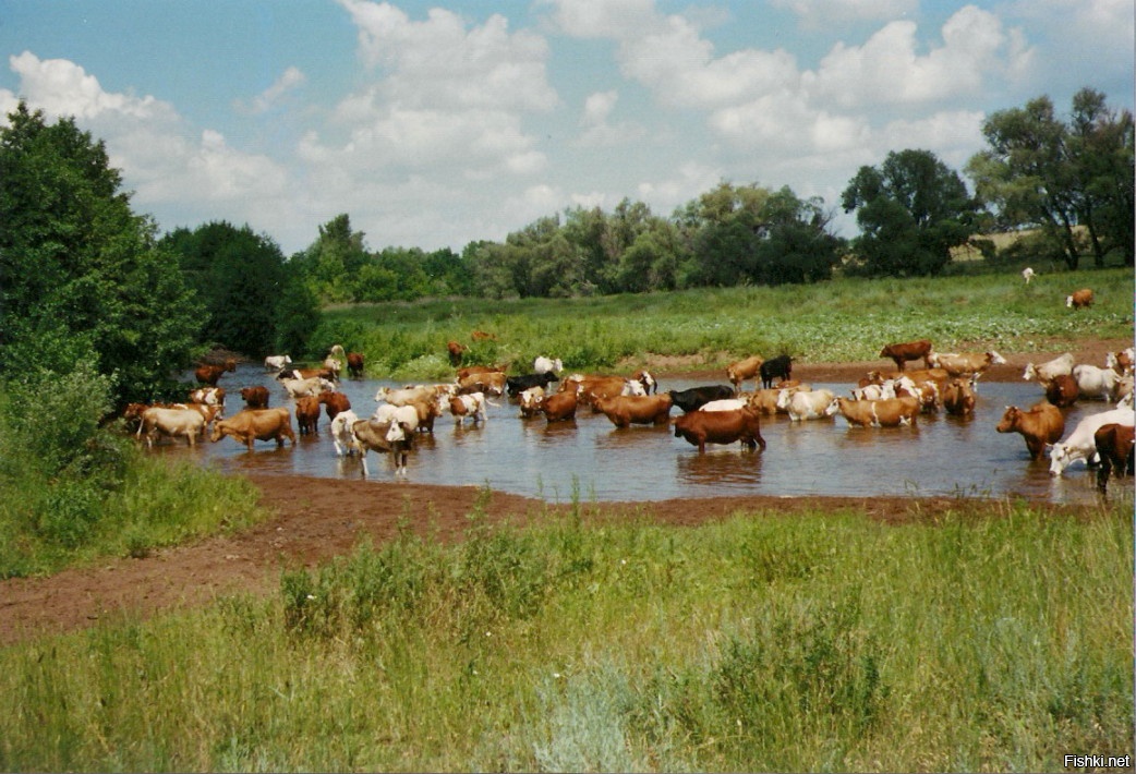 Животноводческий сток. Коровы на водопое. Корова в водоеме. Пруд на ферме. Стадо коров.