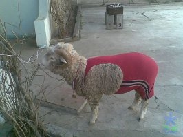 Братуха борцуха