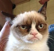 15 котов с изюминкой, которые доказывают, что любить нужно не за внешность 