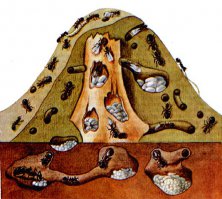 муравейник