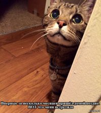 15 котов с изюминкой, которые доказывают, что любить нужно не за внешность 