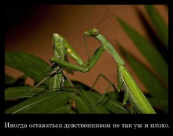 Открытки