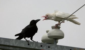 Интересно вот если они сейчас клювами прикоснутся, сильно дёрнит?