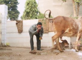 Вы что, народ! Что минусуете?
Вы что не знаете, что индусы обожествляют и поклоняются корове и пьют коровью мочу?