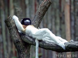 этого можно на обложку "Героя нашего времени", глава "Фаталист" :)