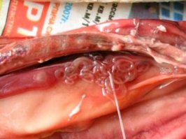 Описторхоз в рыбе: как избежать заражения.
При проведении полного цикла засолки рыбы готовый продукт может считаться безопасным. Если вес рыбы не превышает 10–15 г и вся рыба густо пересыпана солью, то личинки двуустки полностью погибают на 3–4 сутки, если вес рыбы превышает один килограмм, то гибель паразитов происходит через 10 суток.
В процессе холодного копчения нет никакой гарантии относительно безопасности продукта, тем не менее от возбудителей заболевания можно избавиться, посолив предварительно рыбу в крепком рассоле. Метацеркарии паразитов проявляют устойчивость к низким температурам: так, при –2 °С личинки в мелкой рыбе гибнут только на четвертые-пятые сутки, крупная рыба считается безопасной для дальнейшего использования только после двух-трех недель воздействия низких температур. При температуре –23–25 °С личинки погибают спустя 72 часа; если температура заморозки ниже –30 °С, то для полного уничтожения личинок возбудителя понадобится не менее шести часов. В рыбе, замороженной при температуре ниже –40 °С, личинки гибнут спустя 3 часа. Опасной с точки зрения инфицирования считается свежая «строганина». При приготовлении этого блюда личинки описторхоза в рыбе остаются, так как её замораживание происходит недостаточно глубоко.