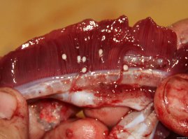 Описторхоз в рыбе: как избежать заражения.
При проведении полного цикла засолки рыбы готовый продукт может считаться безопасным. Если вес рыбы не превышает 10–15 г и вся рыба густо пересыпана солью, то личинки двуустки полностью погибают на 3–4 сутки, если вес рыбы превышает один килограмм, то гибель паразитов происходит через 10 суток.
В процессе холодного копчения нет никакой гарантии относительно безопасности продукта, тем не менее от возбудителей заболевания можно избавиться, посолив предварительно рыбу в крепком рассоле. Метацеркарии паразитов проявляют устойчивость к низким температурам: так, при –2 °С личинки в мелкой рыбе гибнут только на четвертые-пятые сутки, крупная рыба считается безопасной для дальнейшего использования только после двух-трех недель воздействия низких температур. При температуре –23–25 °С личинки погибают спустя 72 часа; если температура заморозки ниже –30 °С, то для полного уничтожения личинок возбудителя понадобится не менее шести часов. В рыбе, замороженной при температуре ниже –40 °С, личинки гибнут спустя 3 часа. Опасной с точки зрения инфицирования считается свежая «строганина». При приготовлении этого блюда личинки описторхоза в рыбе остаются, так как её замораживание происходит недостаточно глубоко.