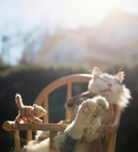 Кот в доме хозяин ;)