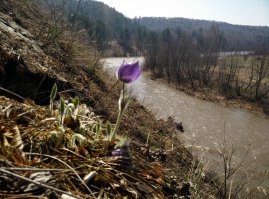 У меня тож такие цветочки есть. С прошлогодних майских, сплав по Большому Инзеру.