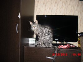 3 года, 7.5 кг (на вид большой, по тому что скелет такой)
милейшее создание, мухи не обидит :)
обожает ласку, чтоб чесали везде :)
и спать на спине любит