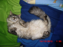 3 года, 7.5 кг (на вид большой, по тому что скелет такой)
милейшее создание, мухи не обидит :)
обожает ласку, чтоб чесали везде :)
и спать на спине любит