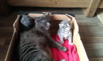 а вот моя со своими котятами