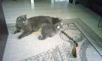 а вот моя со своими котятами